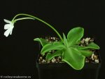 thumb_DSCF9810-pinguicula-moranensis-alba-molango.jpg