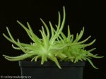 thumb_DSCF9813-pinguicula-gypsicola-moctezumae.jpg