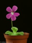 thumb_DSCF9814-pinguicula-sethos.jpg