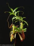 thumb_DSCF9823-nepenthes-rebecca-soper-ventrata.jpg