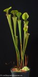 thumb_DSCF9828-sarracenia-oreophila.jpg