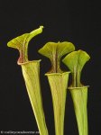 thumb_DSCF9829-sarracenia-oreophila.jpg