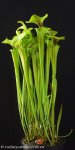 thumb_DSCF9832-sarracenia-flava-flava-Brunswick.jpg