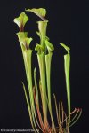 thumb_DSCF9835-sarracenia-flava-ornata-Miramar.jpg