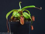 thumb_DSCF9838-nepenthes-alata.jpg