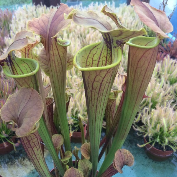 normal_2016-06-23_20_25_23.jpg