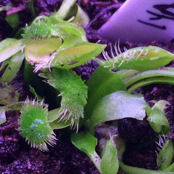 normal_2016-12-08_19_13_05.jpg