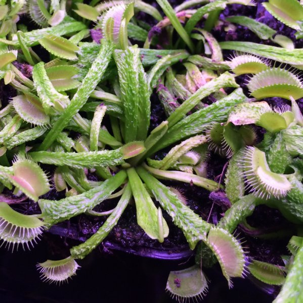 normal_2016-12-12_23_51_29.jpg