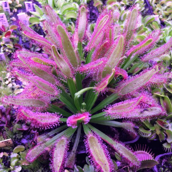 normal_2016-12-12_23_51_43.jpg