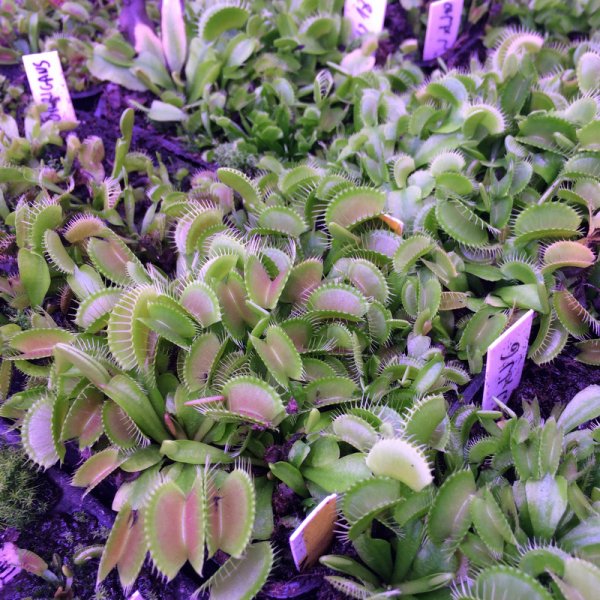 normal_2016-12-12_23_52_23.jpg