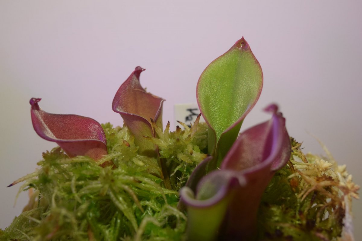 My collection of helis - Heliamphora - Carnivorous Plants UK