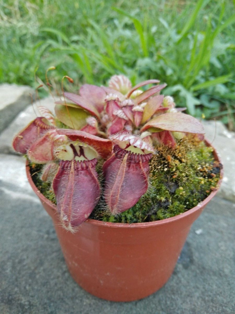 cephalotus.jpg