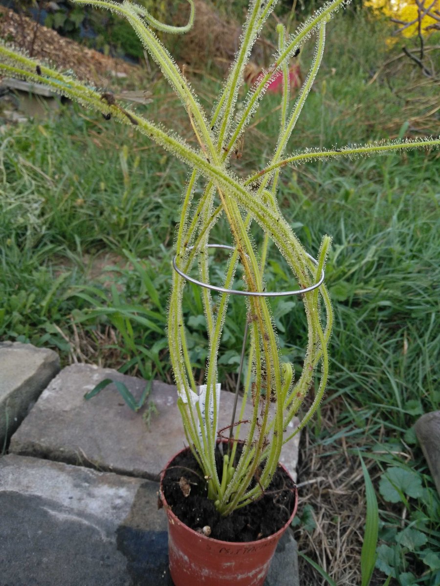 drosera_tracyi.jpg