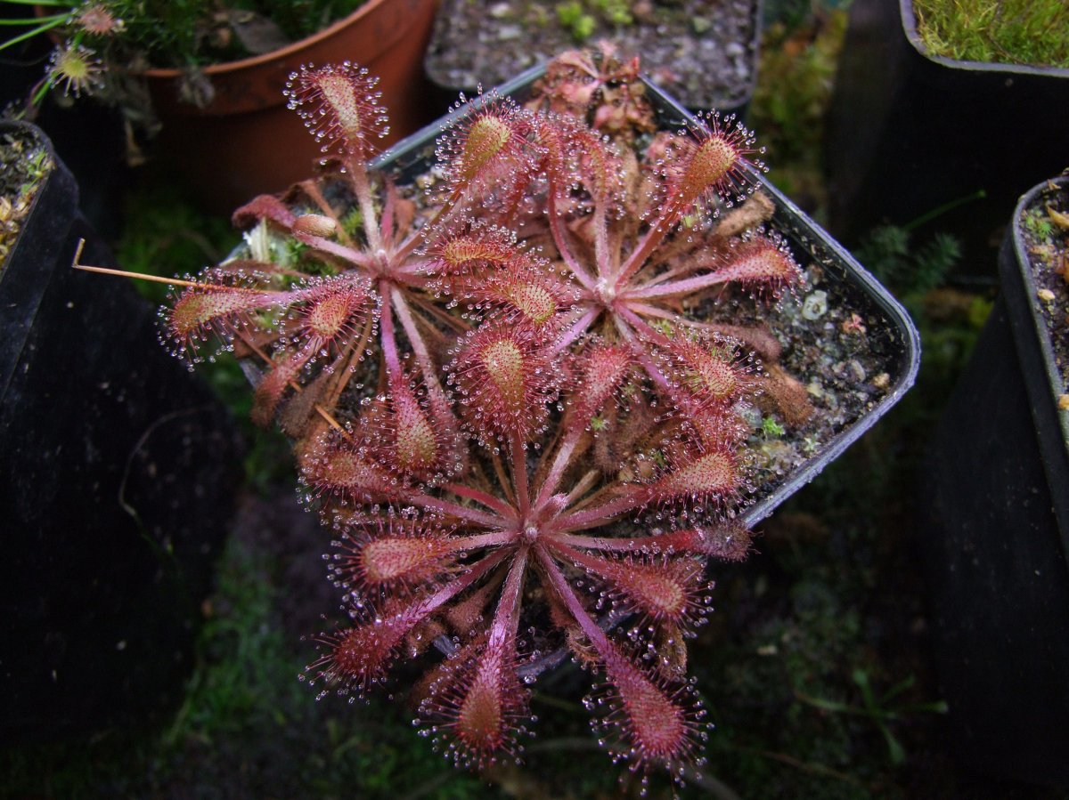 drosera1.jpg