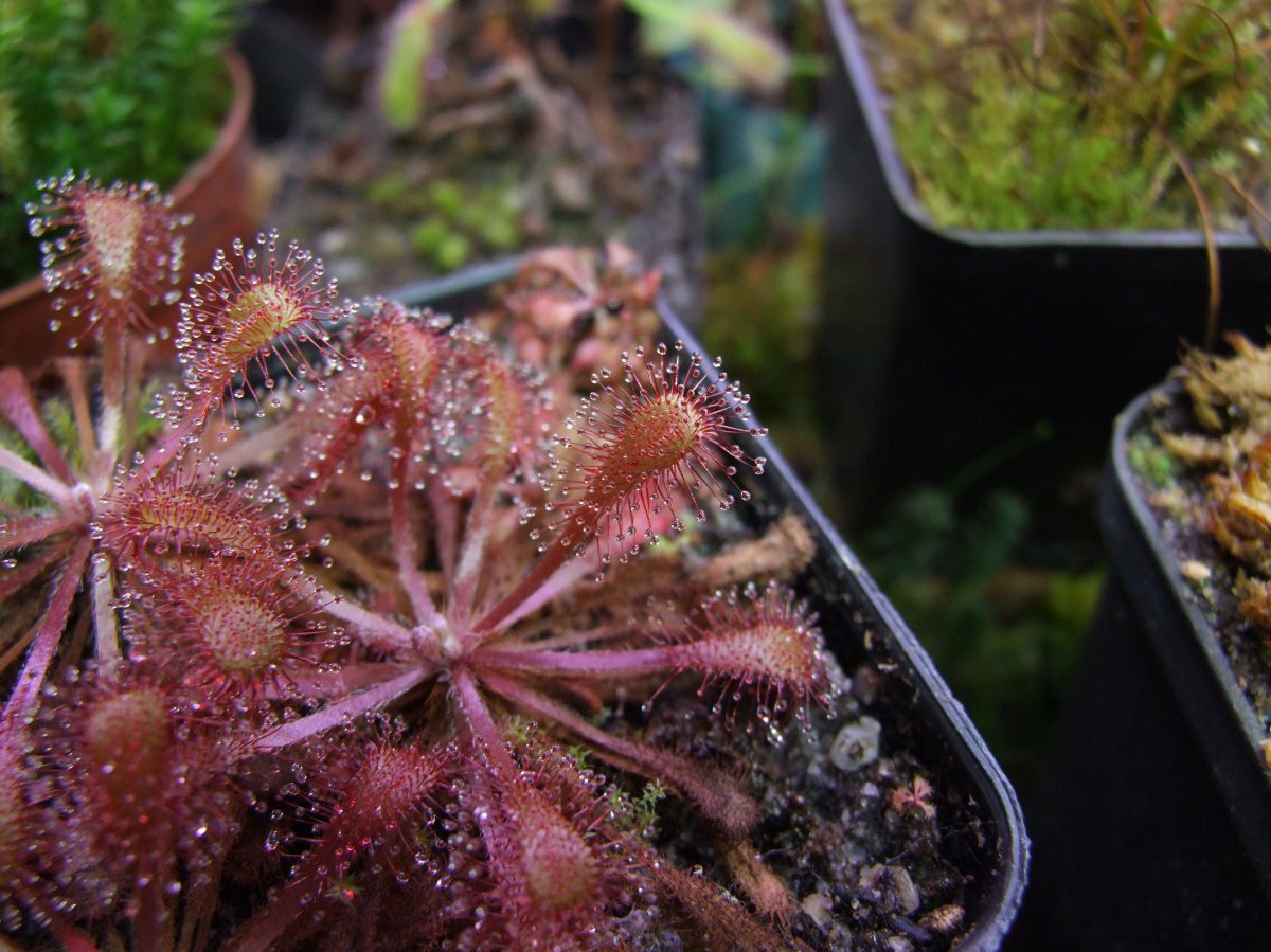 drosera2.jpg