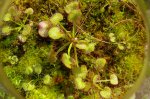 thumb_drosera_prolifera_0_140914.jpg