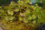 thumb_drosera_prolifera_1_140914.jpg