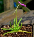 thumb_pinguicula_moctezumae_140914.jpg