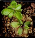 thumb_pinguicula_moran_alba_emar_0_140919.jpg