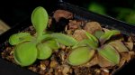 thumb_pinguicula_moran_alba_emar_1_140919.jpg