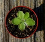 thumb_pinguicula_moran_alba_emar_2_140919.jpg