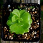 thumb_pinguicula_tempa_1_140914.jpg