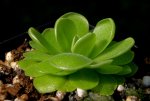 thumb_pinguicula_tempa_2_140914.jpg