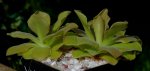 thumb_pinguicula_weser_0_140919.jpg