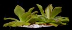 thumb_pinguicula_weser_1_140919.jpg