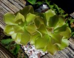 thumb_pinguicula_weser_2_140919.jpg