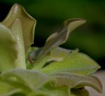 thumb_pinguicula_weser_3_140919.jpg
