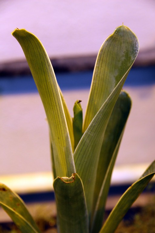 Brocchinia_hechtioides_01_04_2015_095.jpg