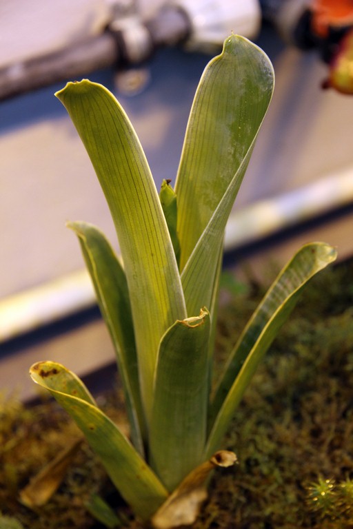 Brocchinia_hechtioides_01_04_2015_096.jpg