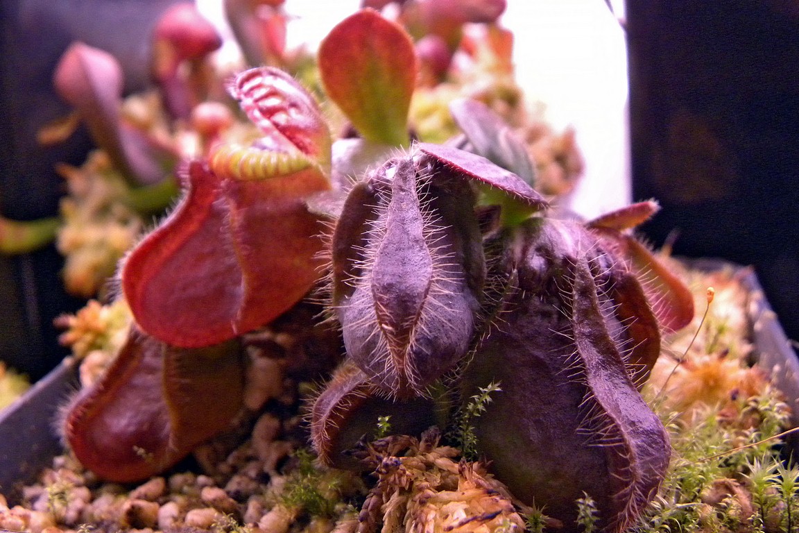 Cephalotus_follicularis_27_02_2015_104.jpg