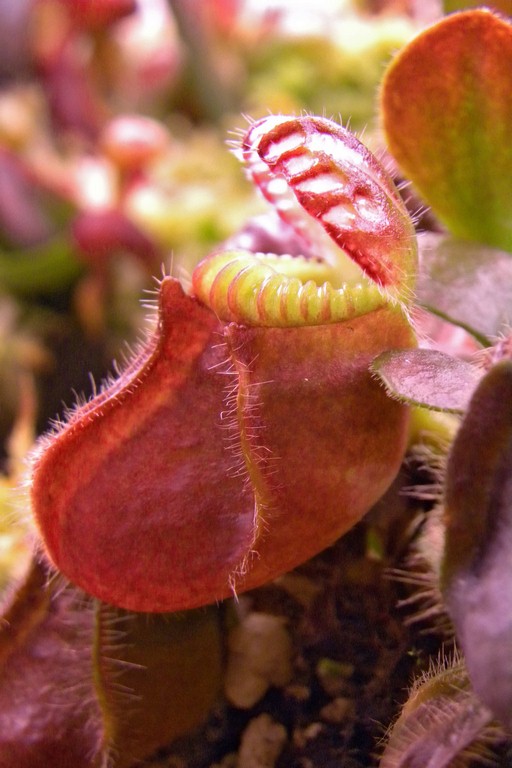 Cephalotus_follicularis_27_02_2015_105.jpg