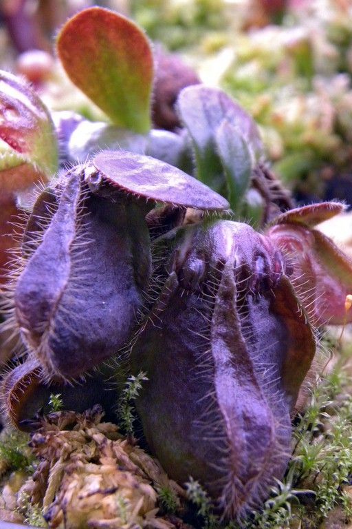 Cephalotus_follicularis_27_02_2015_107.jpg