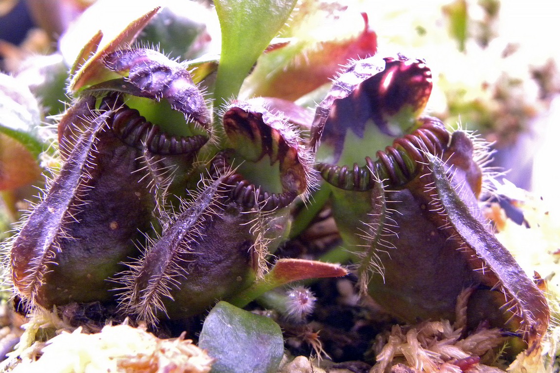 Cephalotus_follicularis_27_02_2015_108.jpg