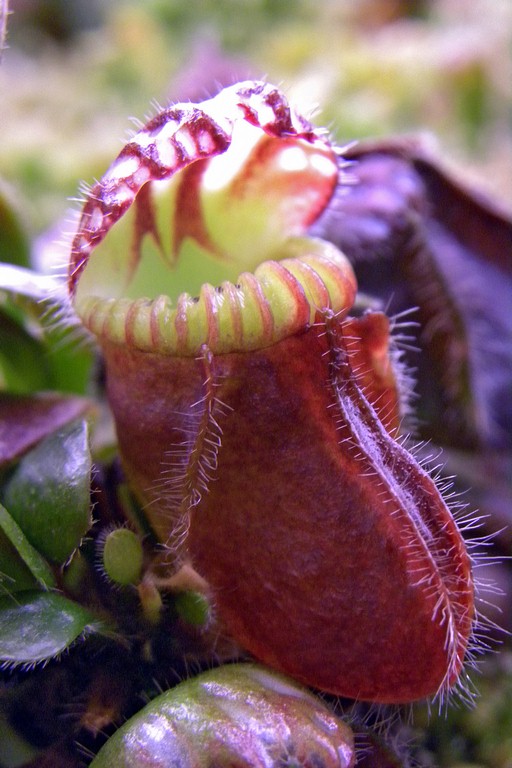 Cephalotus_follicularis_27_02_2015_114.jpg