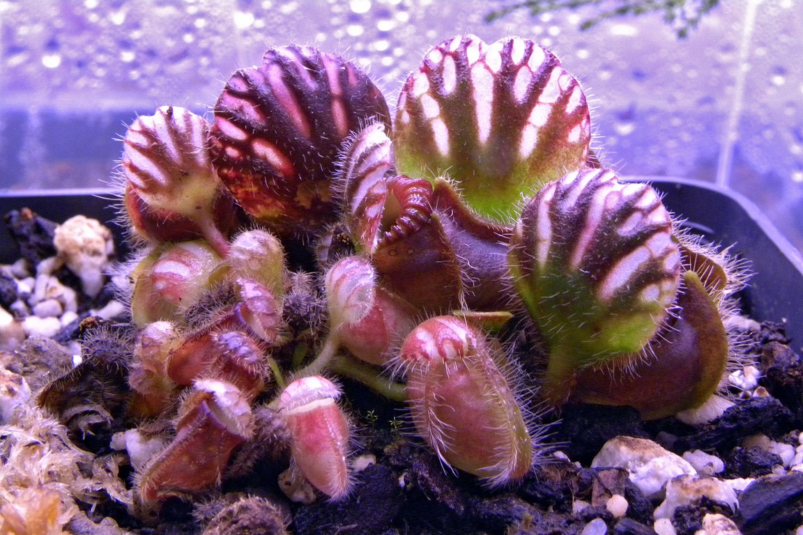 Cephalotus_follicularis_27_02_2015_121.jpg