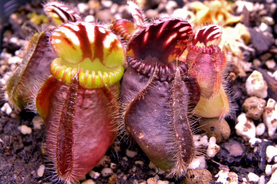 Cephalotus_follicularis_27_02_2015_125.jpg