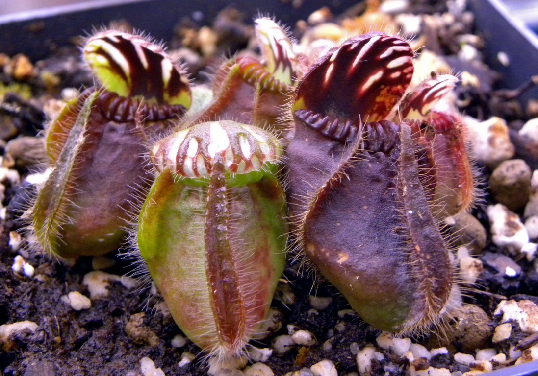 Cephalotus_follicularis_30_12_2014_033.jpg