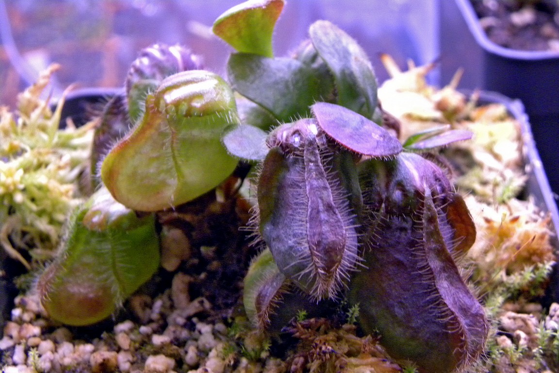 Cephalotus_follicularis_30_12_2014_037.jpg