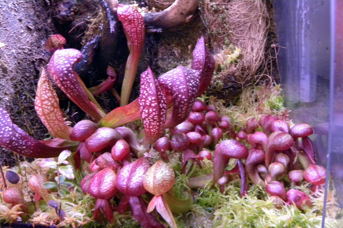 Darlingtonia_californica_27_02_2015_082.jpg