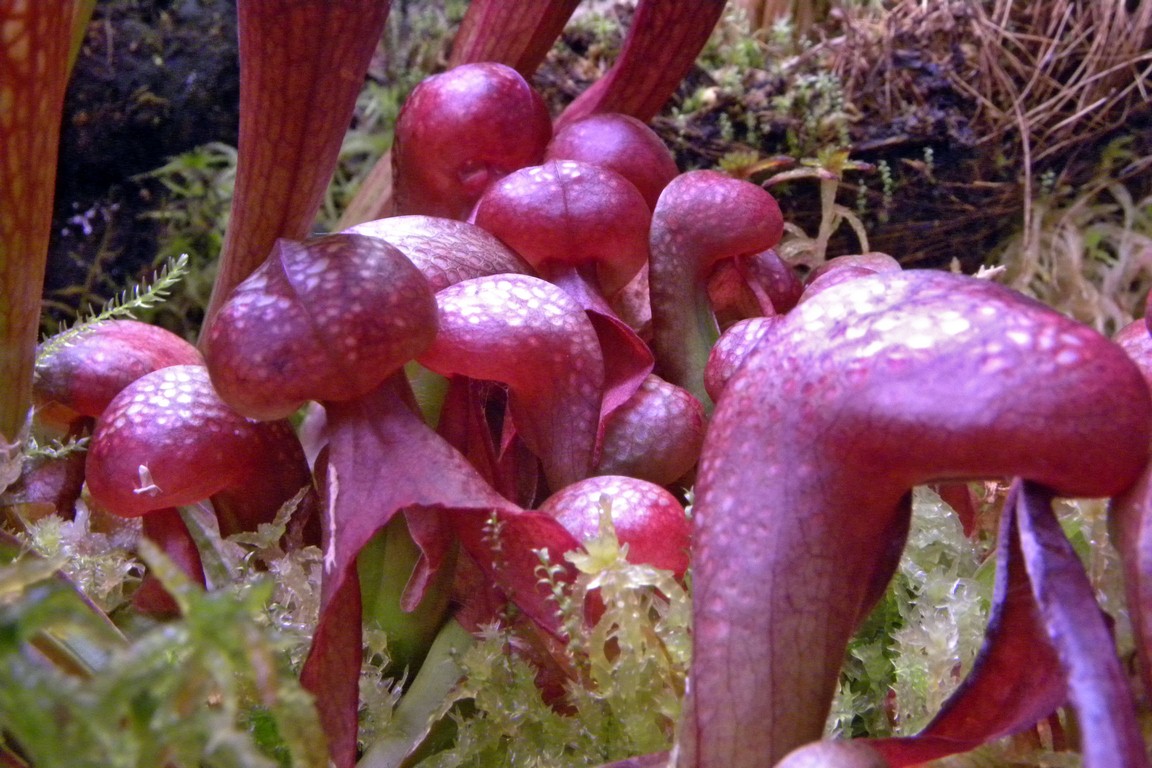 Darlingtonia_californica_27_02_2015_086.jpg