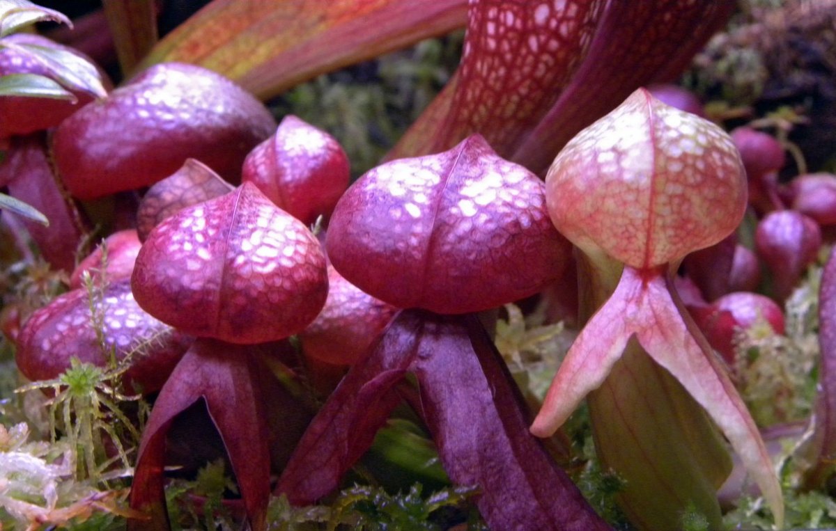 Darlingtonia_californica_27_02_2015_094.jpg