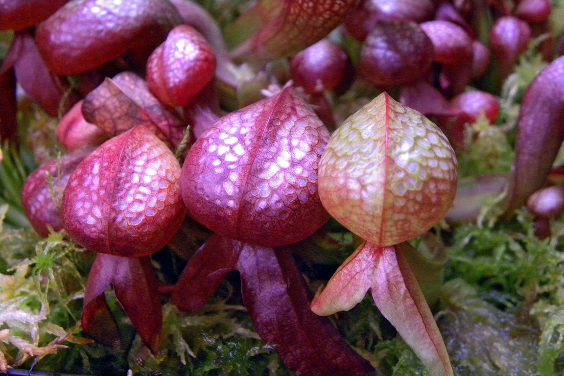 Darlingtonia_californica_27_02_2015_100.jpg