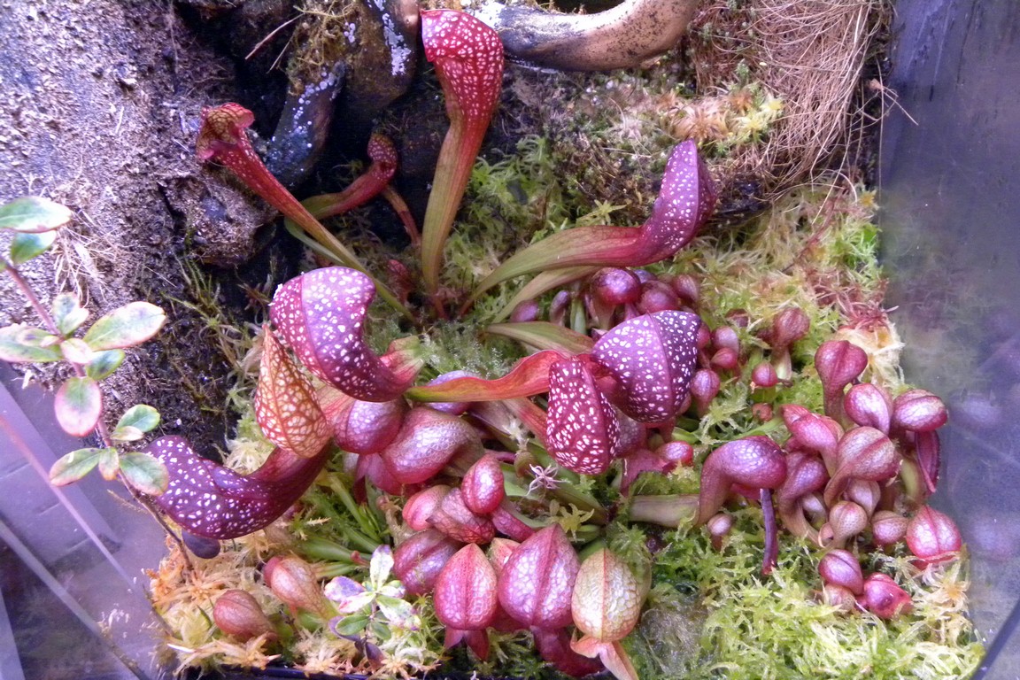 Darlingtonia_californica_27_02_2015_102.jpg