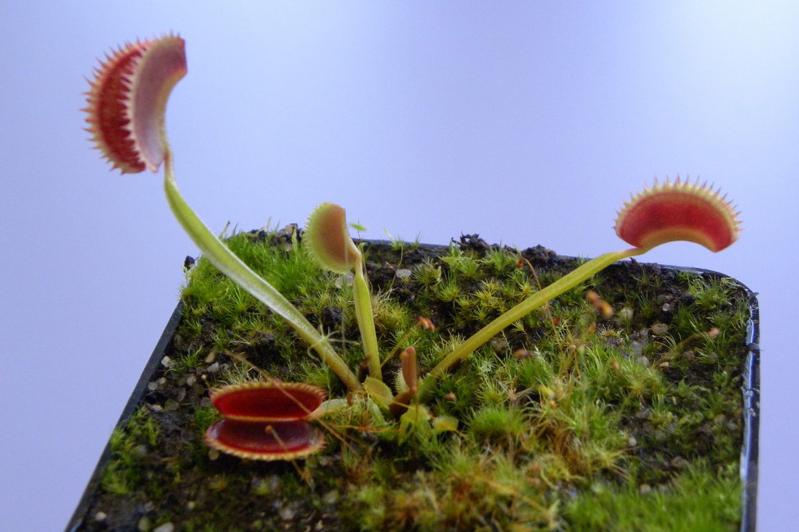 Dionaea_muscipula_BRISTLE_TOOTH_18_03_2015_020.jpg