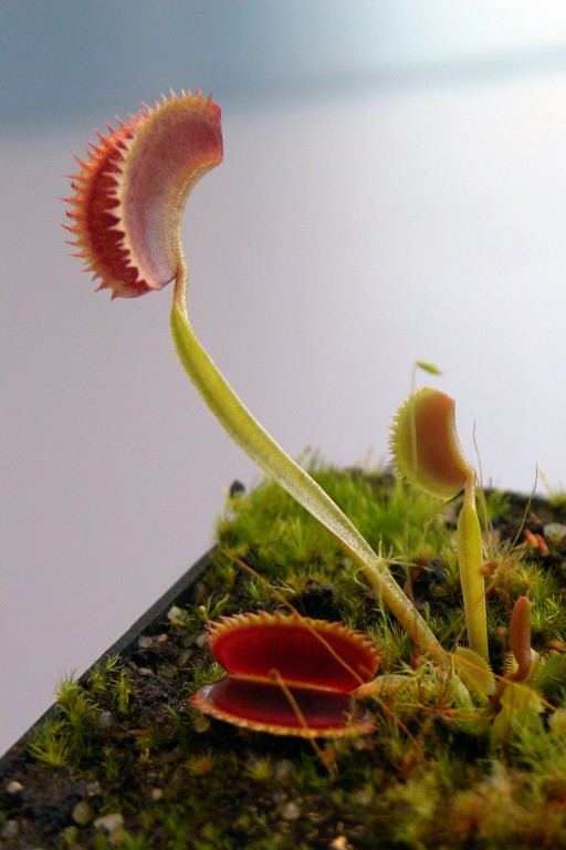 Dionaea_muscipula_BRISTLE_TOOTH_18_03_2015_023.jpg