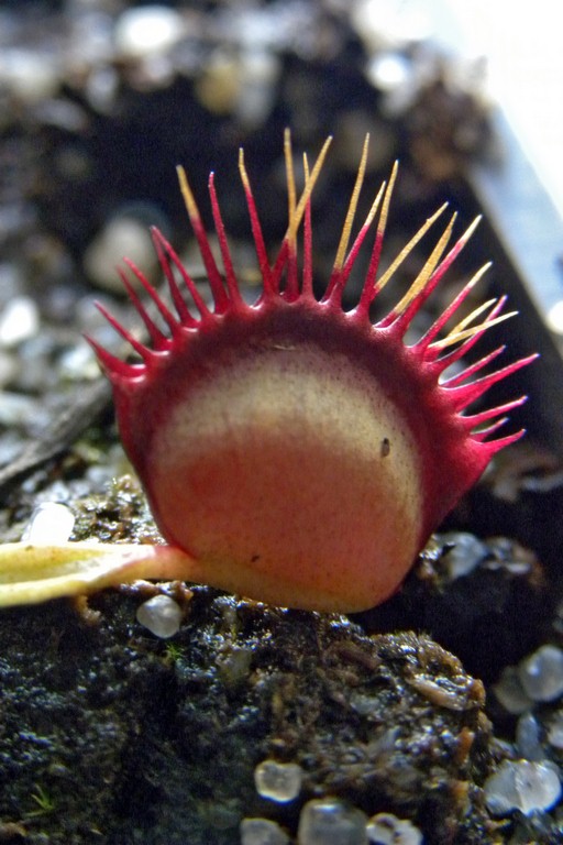 Dionaea_muscipula_CROSS_TEETH_18_03_2015_081.jpg